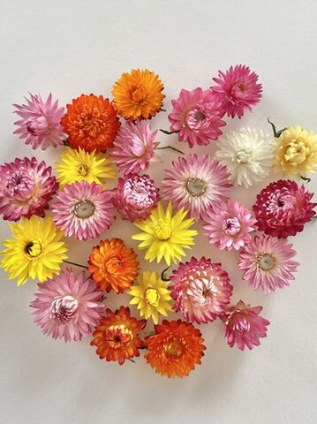 New Season - Strawflower Heads
