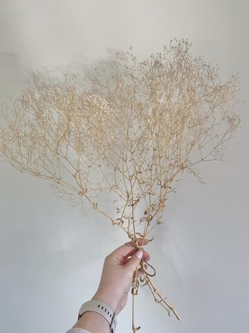 Dried Gypsophila
