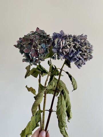 Dried Hydrangea Mini