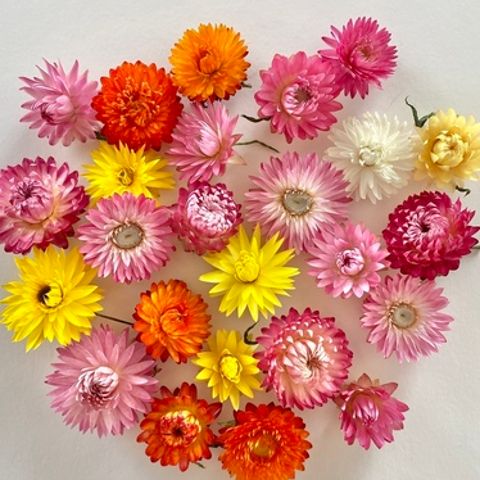 New Season - Strawflower Heads