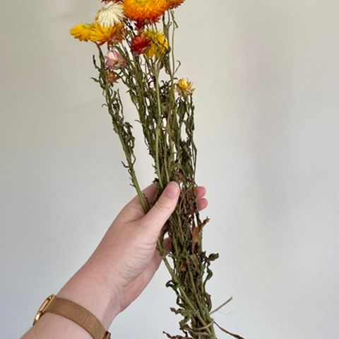 Dried Strawflower Stems