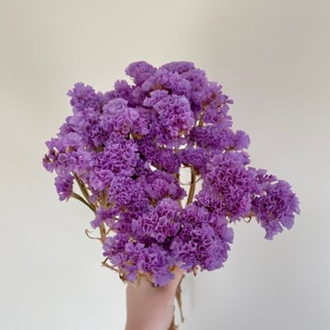 New Season - Dried Statice Bunch