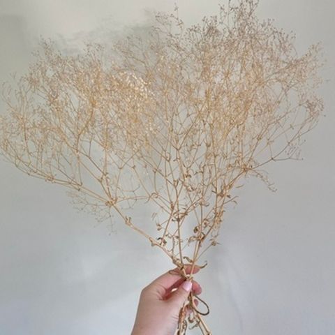 Dried Gypsophila