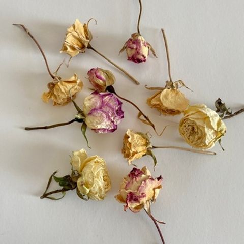 Dried Rose Heads - pack of 10