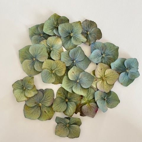 Hydrangea Confetti