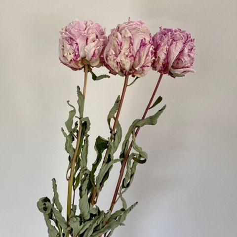Dried Peony 2025 season stock