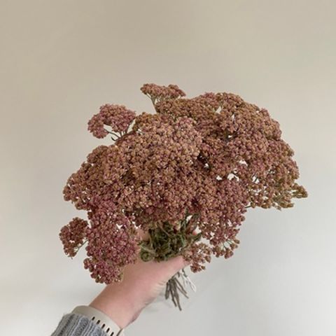 Dried Achillea