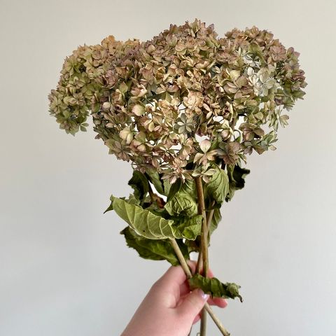 Double Flower Dried Hydrangea Stems