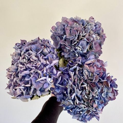 Dried Hydrangea