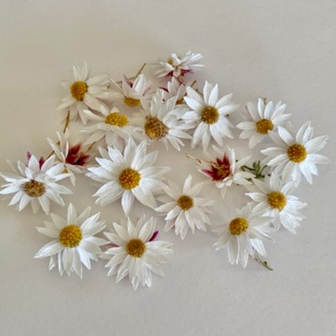 Paper Daisies